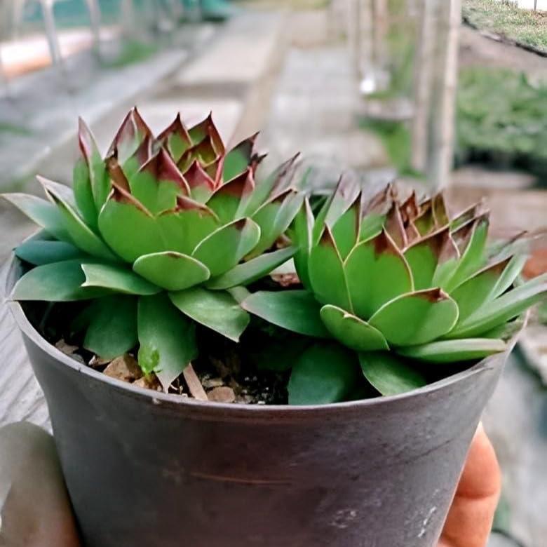 Lakshmi Kamal Vastu Plant - घर का वास्तु सुधारें, घर में खुशियां और समृद्धि छाएं