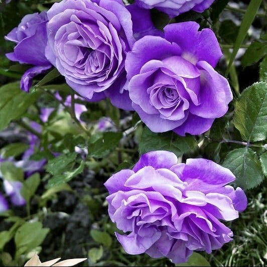 FAST GROWING 🌹Climbing Rose Flower Seeds 🌹