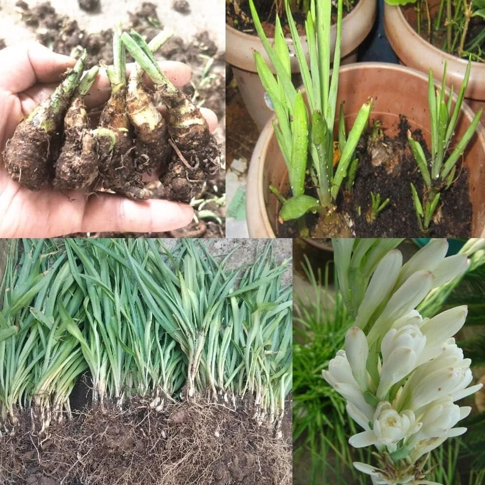 Rajnigandha Plant Tuberose Bulbs - Buy 1 Get 1 FREE
