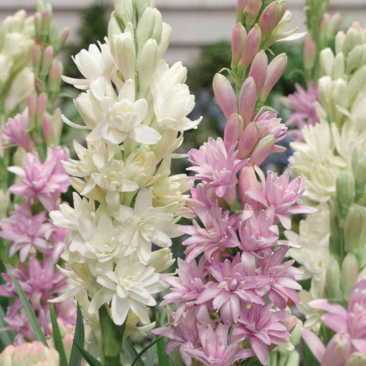 Rajnigandha Plant Tuberose Bulbs - Buy 1 Get 1 FREE