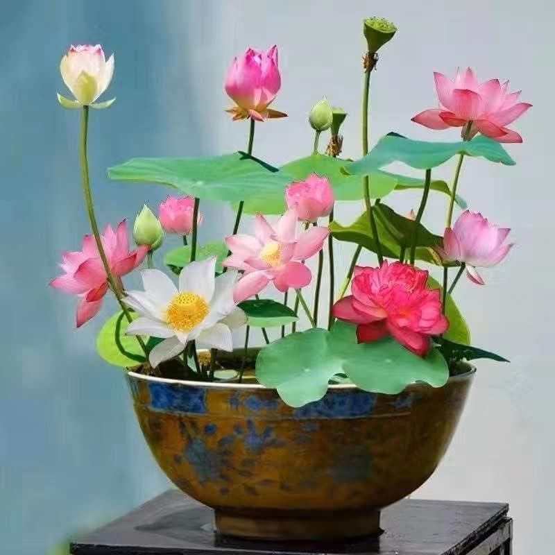 Lucky Lotus Flower Seeds - OFFER