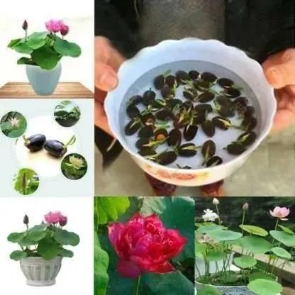 Lucky Lotus Flower Seeds - OFFER