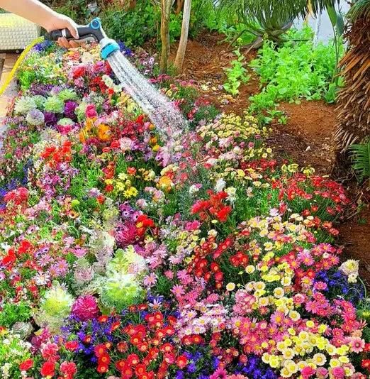 Flower Seeds 100+ Different Flowers + FREE Plant Growth Supplement