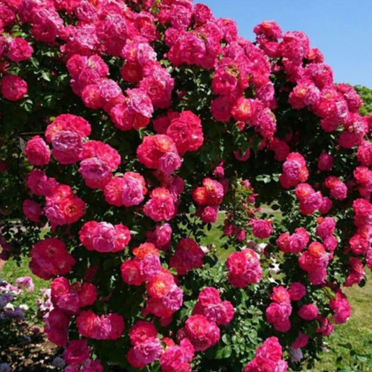 FAST GROWING 🌹Climbing Rose Flower Seeds 🌹