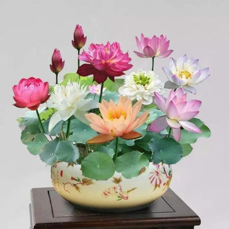 Lucky Lotus Flower Seeds - OFFER